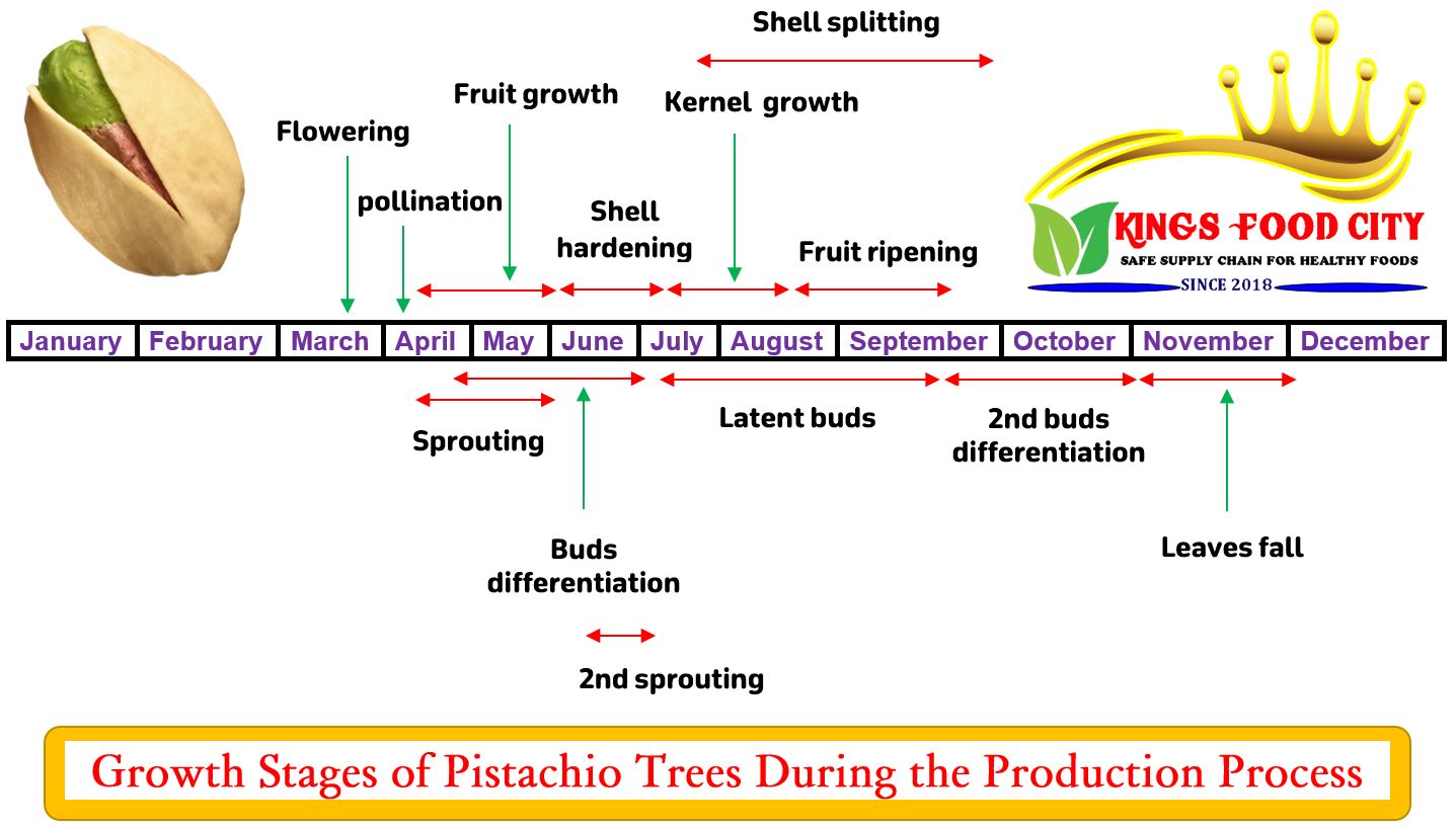 Growth Stages of Pistachio Tree During the Product Process